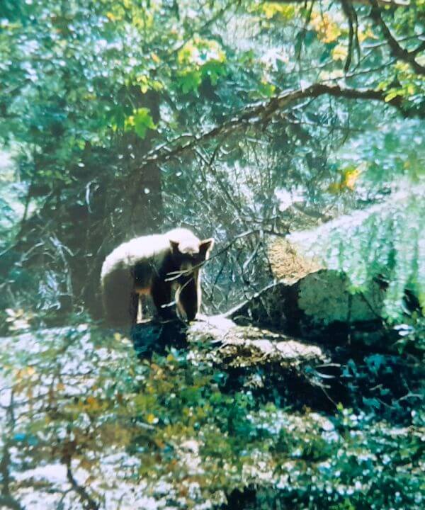 Yosemite National Park zwarte beren spotten